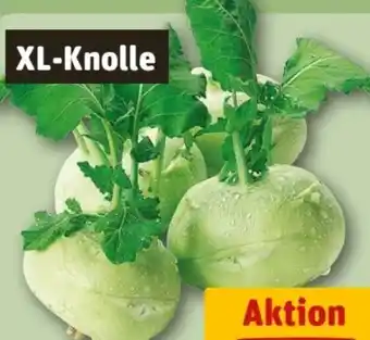 REWE Kohlrabi Angebot
