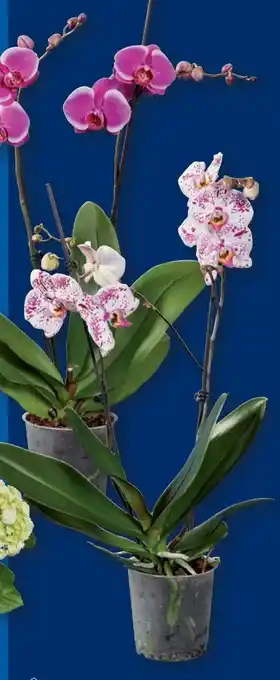 Lidl Schmetterlings-Orchidee Angebot