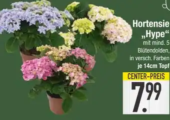 Edeka Hortensie hype Angebot