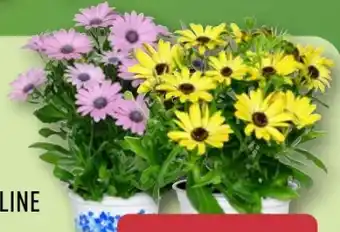 Aldi Nord Gardenline Kapmargerite Angebot