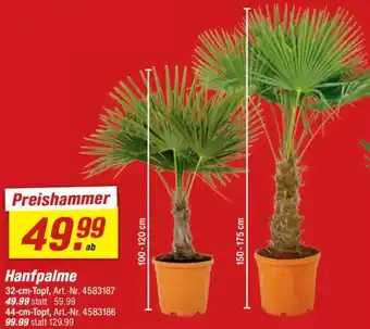 toom Baumarkt Hanfpalme Angebot