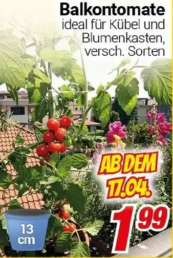 CENTERSHOP Balkontomate Angebot