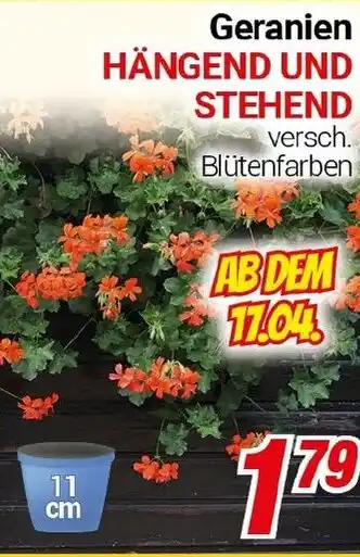 CENTERSHOP Geranien HÄNGEND UND STEHEND Angebot