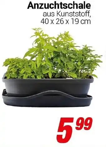 CENTERSHOP Anzuchtschale Angebot