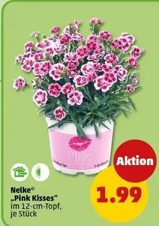 PENNY Nelke „Pink Kisses“ Angebot