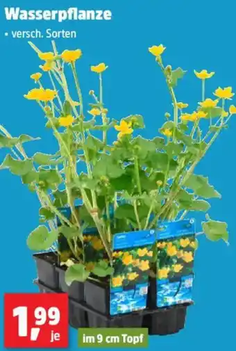Thomas Philipps Wasserpflanze Angebot