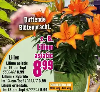 Hornbach Lilien Angebot