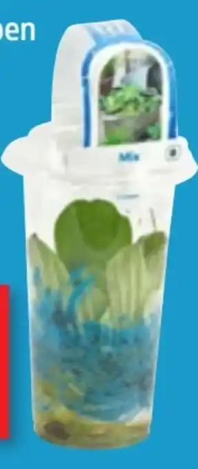 Thomas Philipps Schwimmpflanzen im Becher Angebot