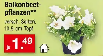 Zimmermann Balkonbeetpflanzen Angebot