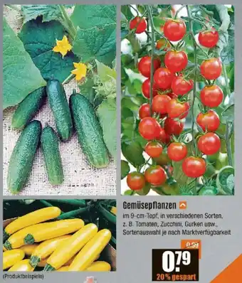 V Baumarkt Gemüsepflanzen Angebot
