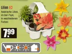 V Baumarkt Lilien Angebot