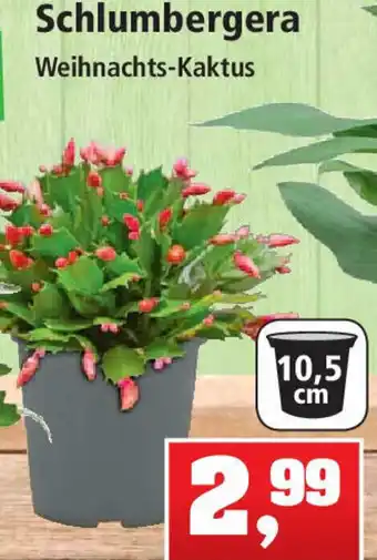 Thomas Philipps Schlumbergera Weihnachts Kaktus Angebot