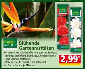 Norma Blühende Gartenraritäten Angebot