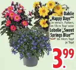 Edeka Dahlie Happy Days oder Lobelie ,,Sweet Springs Blue" Angebot