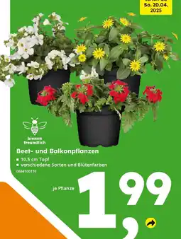 Globus Baumarkt Beet- und Balkonpflanzen Angebot