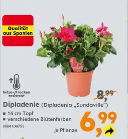 Globus Baumarkt Dipladenie (Dipladenia „,Sundaville") Angebot