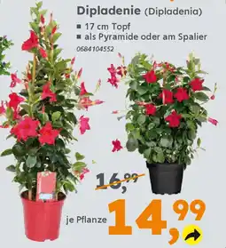 Globus Baumarkt Dipladenie (Dipladenia) Angebot