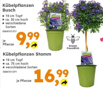 Globus Baumarkt Kübelpflanzen Stamm Angebot