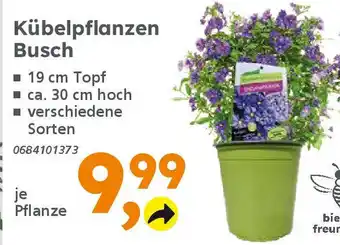 Globus Baumarkt Kübelpflanzen Busch Angebot
