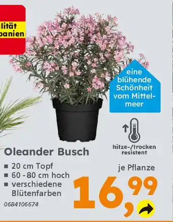 Globus Baumarkt Oleander Busch Angebot