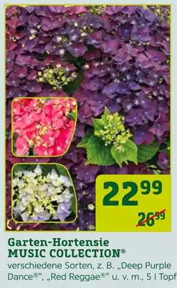 Pflanzen Kölle Music collection garten-hortensie Angebot