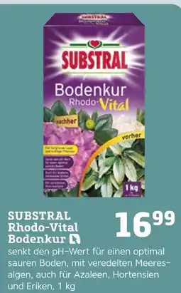 Pflanzen Kölle Substral rhodo-vital bodenkur Angebot