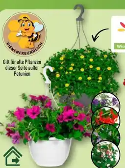 Aldi Nord Gardenline Ampelpflanze Angebot