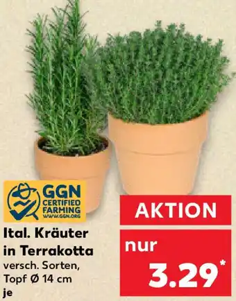 Kaufland Ital. Kräuter in Terrakotta Angebot