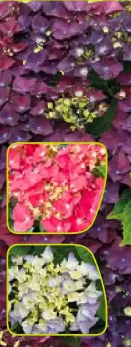 Pflanzen Kölle Garten-Hortensie Angebot