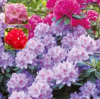 Pflanzen Kölle Rhododendron Angebot