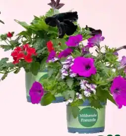Pflanzen Kölle Kölle's Beste Zauberglöckchen Blühende Freunde Angebot
