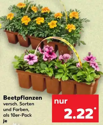Kaufland Beetpflanzen Angebot
