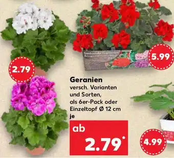 Kaufland Geranien Angebot