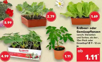 Kaufland Erdbeer- oder Gemüsepflanzen Angebot