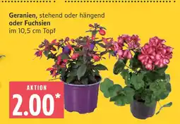 Marktkauf Geranien, stehend oder hängend oder fuchsien Angebot