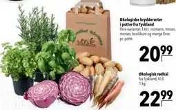 CITTI Markt Økologiske krydderurter i potter fra Tyskland Angebot