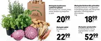 CITTI Markt Økologiske spisekartofler Angebot