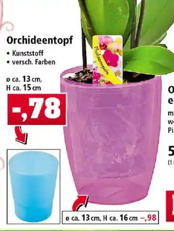 Thomas Philipps Orchideentopf Angebot