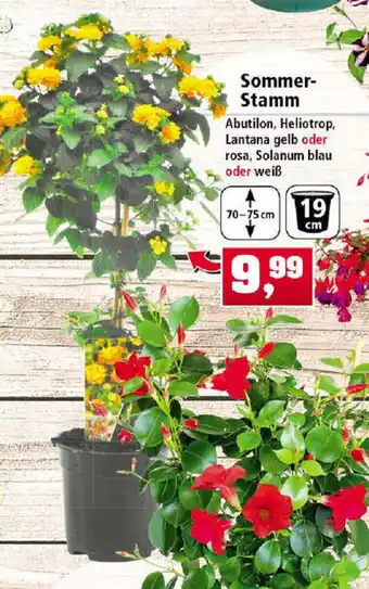 Thomas Philipps Sommer Stamm Angebot