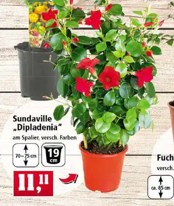 Thomas Philipps Sundaville Dipladenia Angebot