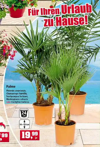 Thomas Philipps Palme Angebot