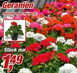 Posten Börse Geranien Angebot