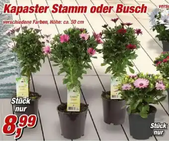Posten Börse Kapaster Stamm oder Busch Angebot