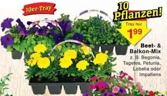 Jawoll Beet & Balkon-Mix Angebot