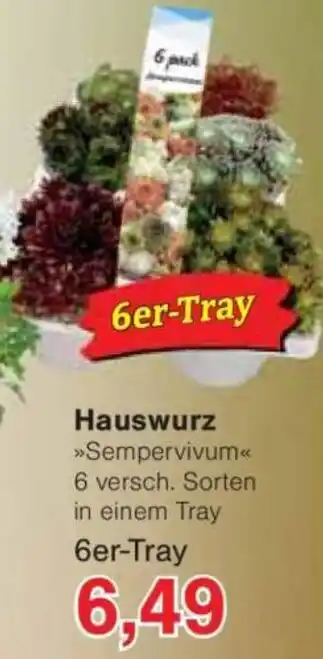 Jawoll Hauswurz Angebot