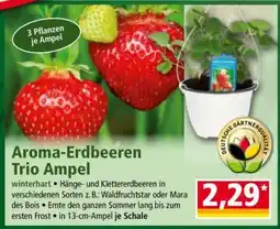 Norma Aroma-Erdbeeren Trio Ampel Angebot