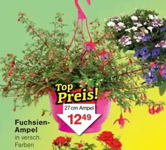 Jawoll Fuchsien Ampel Angebot