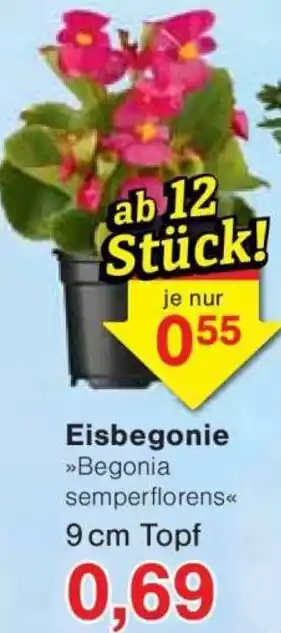 Jawoll Eisbegonie Angebot