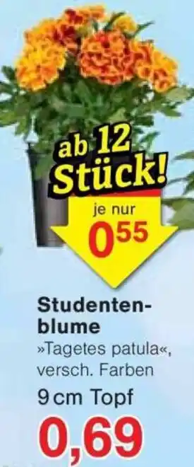 Jawoll Studentenblume Angebot