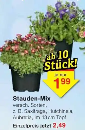 Jawoll Stauden-Mix Angebot